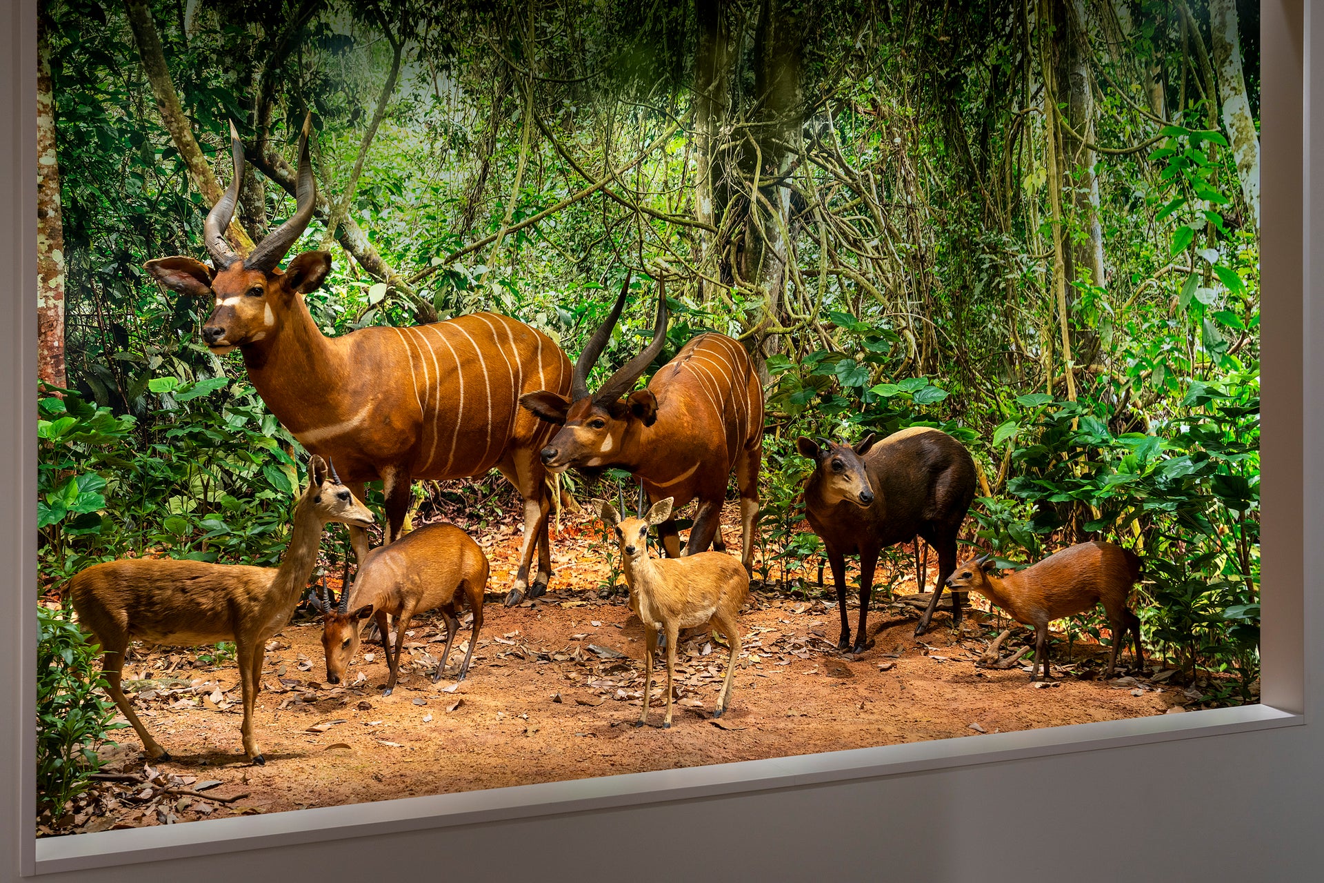 大阪芸術大学動物ジオラマ館　芸大Zoo2